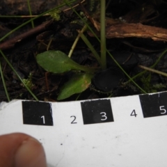 Pterostylis pedunculata at Paddys River, ACT - suppressed