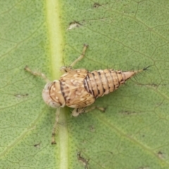 Cicadellidae (family) (Unidentified leafhopper) at Scullin, ACT - 19 Nov 2022 by AlisonMilton