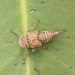 Eurymelinae (subfamily) (Unidentified eurymeline leafhopper) at Scullin, ACT - 19 Nov 2022 by AlisonMilton