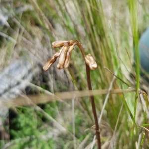 Gastrodia sp. at Tennent, ACT - suppressed