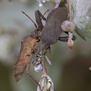 Amorbus sp. (genus) at Scullin, ACT - 19 Nov 2022 01:56 PM