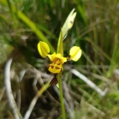 Diuris sulphurea (Tiger Orchid) at Tennent, ACT - 24 Nov 2022 by BethanyDunne