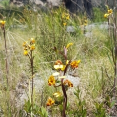 Diuris semilunulata (Late Leopard Orchid) at Tennent, ACT - 24 Nov 2022 by BethanyDunne
