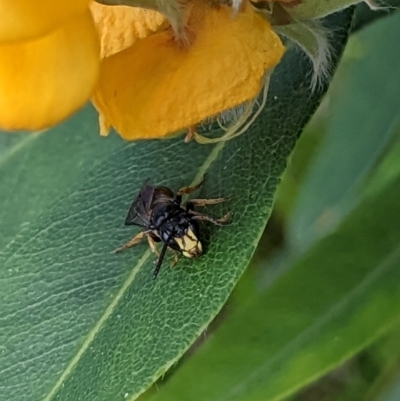 Hylaeus (Planihylaeus) daviesiae (Hylaeine colletid bee) at ANBG - 9 Nov 2022 by MTranter