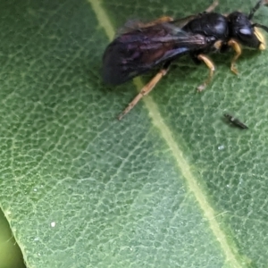 Hylaeus (Planihylaeus) daviesiae at Acton, ACT - 9 Nov 2022