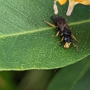 Hylaeus (Planihylaeus) daviesiae at Acton, ACT - 9 Nov 2022