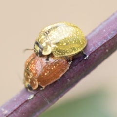 Paropsisterna cloelia (Eucalyptus variegated beetle) at Scullin, ACT - 19 Nov 2022 by AlisonMilton