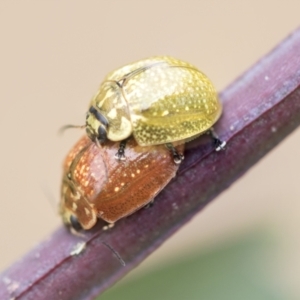 Paropsisterna cloelia at Scullin, ACT - 19 Nov 2022 01:58 PM