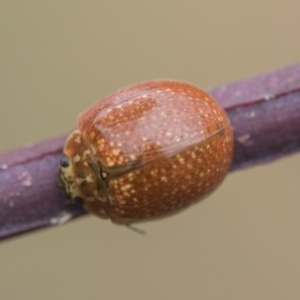 Paropsisterna cloelia at Scullin, ACT - 19 Nov 2022