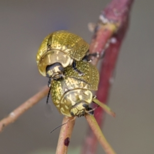 Paropsisterna cloelia at Scullin, ACT - 19 Nov 2022 01:58 PM