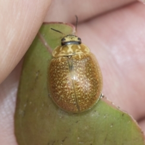 Paropsisterna cloelia at Scullin, ACT - 19 Nov 2022 01:58 PM