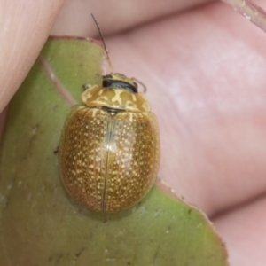 Paropsisterna cloelia at Scullin, ACT - 19 Nov 2022