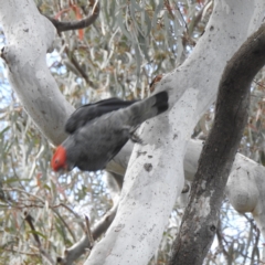 Callocephalon fimbriatum (Gang-gang Cockatoo) at Acton, ACT - 24 Nov 2022 by HelenCross