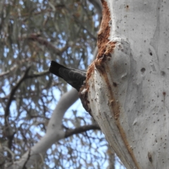 Callocephalon fimbriatum at Acton, ACT - suppressed