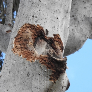 Callocephalon fimbriatum at Acton, ACT - suppressed