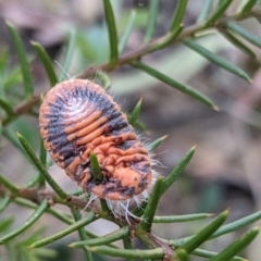 Monophlebulus sp. (genus) (Giant Snowball Mealybug) at Molonglo Valley, ACT - 21 Dec 2021 by MTranter