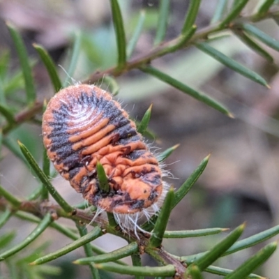 Monophlebulus sp. (genus) (Giant Snowball Mealybug) at Molonglo Valley, ACT - 21 Dec 2021 by MTranter