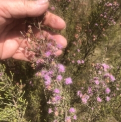 Kunzea parvifolia (Violet Kunzea) at Mount Taylor - 24 Nov 2022 by Lovey