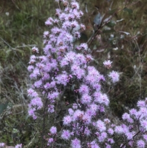 Kunzea parvifolia at Fisher, ACT - 24 Nov 2022