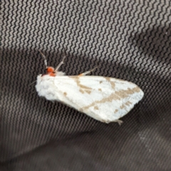 Spilosoma canescens (Dark-spotted Tiger Moth) at Kambah, ACT - 24 Nov 2022 by HelenCross