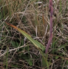 Thelymitra alpina (Mountain Sun Orchid) at Top Hut TSR - 19 Nov 2022 by AndyRoo