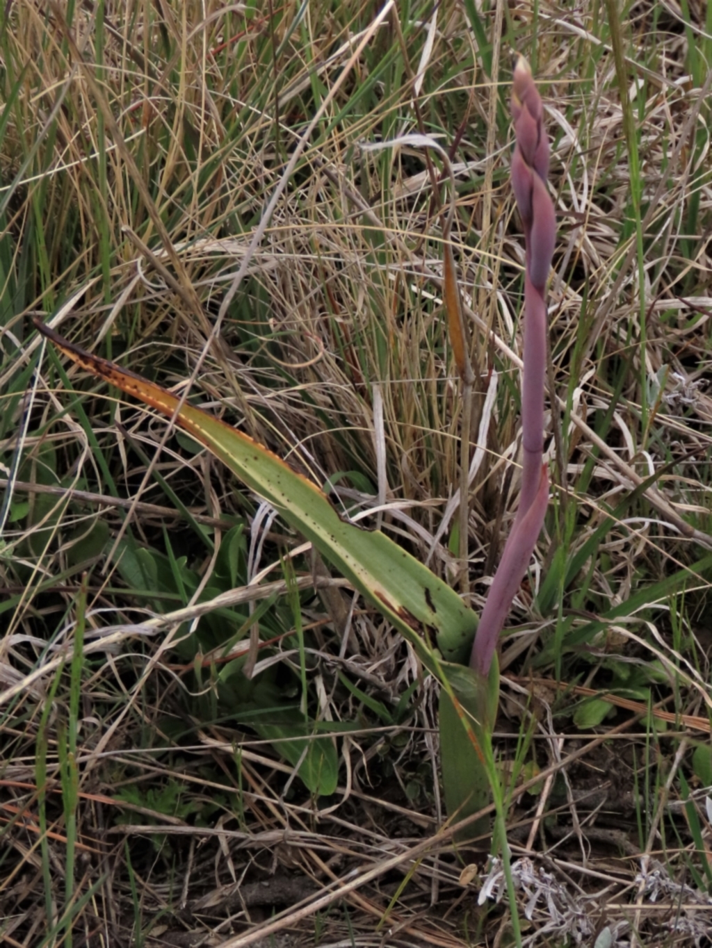 Thelymitra alpina at Dry Plain, NSW - 19 Nov 2022