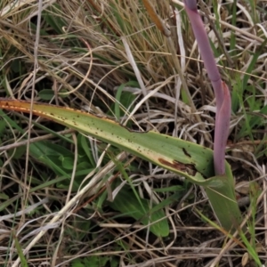 Thelymitra alpina at Dry Plain, NSW - 19 Nov 2022