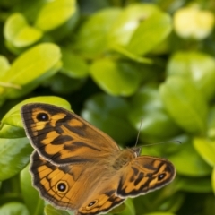 Heteronympha merope (Common Brown Butterfly) at Penrose - 18 Nov 2022 by Aussiegall