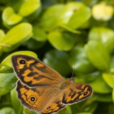 Heteronympha merope (Common Brown Butterfly) at Wingecarribee Local Government Area - 18 Nov 2022 by Aussiegall