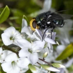 Amenia imperialis (Yellow-headed blowfly) at Penrose - 18 Nov 2022 by Aussiegall