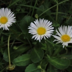 Brachyscome decipiens (Field Daisy) at Top Hut TSR - 19 Nov 2022 by AndyRoo