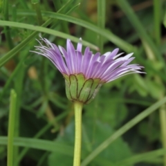 Brachyscome decipiens at Dry Plain, NSW - 19 Nov 2022