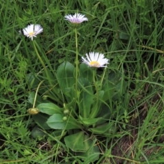 Brachyscome decipiens at Dry Plain, NSW - 19 Nov 2022 12:33 PM