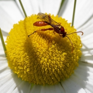 Labium sp. (genus) at Penrose, NSW - 18 Nov 2022