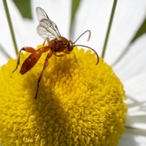 Labium sp. (genus) at Penrose, NSW - 18 Nov 2022