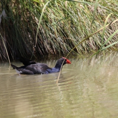 Porphyrio melanotus (Australasian Swamphen) at CON110: Conder Wetland B - 24 Nov 2022 by RodDeb