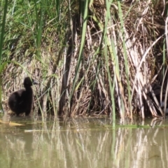 Porphyrio melanotus at Conder, ACT - 24 Nov 2022