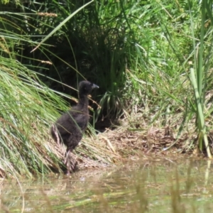 Porphyrio melanotus at Conder, ACT - 24 Nov 2022