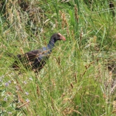 Porphyrio melanotus at Conder, ACT - 24 Nov 2022