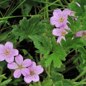 Geranium antrorsum at Dry Plain, NSW - 19 Nov 2022