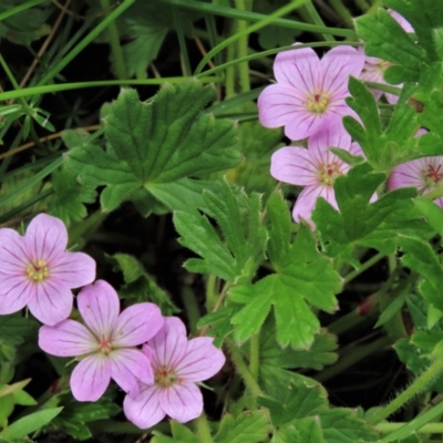 Geranium antrorsum (Rosetted Cranesbill) at Dry Plain, NSW - 19 Nov 2022 by AndyRoo