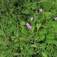 Geranium antrorsum at Dry Plain, NSW - 19 Nov 2022