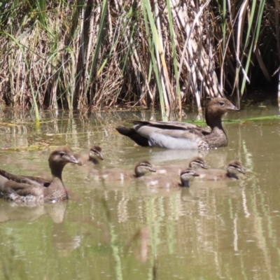 Chenonetta jubata (Australian Wood Duck) at Conder, ACT - 24 Nov 2022 by RodDeb