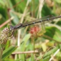 Austrolestes leda (Wandering Ringtail) at Conder, ACT - 24 Nov 2022 by RodDeb