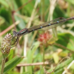 Austrolestes leda at Conder, ACT - 24 Nov 2022