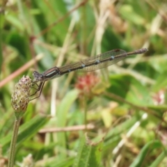 Austrolestes leda at Conder, ACT - 24 Nov 2022