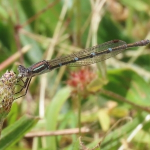 Austrolestes leda at Conder, ACT - 24 Nov 2022