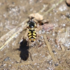 Melangyna viridiceps (Hover fly) at Conder Ponds & stormwater drain - 24 Nov 2022 by RodDeb