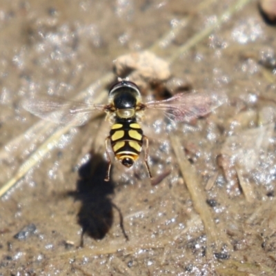 Melangyna viridiceps (Hover fly) at Conder Ponds & stormwater drain - 24 Nov 2022 by RodDeb