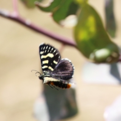 Phalaenoides tristifica (Willow-herb Day-moth) at Conder, ACT - 24 Nov 2022 by RodDeb